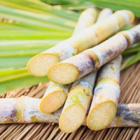 Produção Sucroalcooleira (Módulo II)